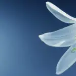 Die Bedeutung von weißen Lilien